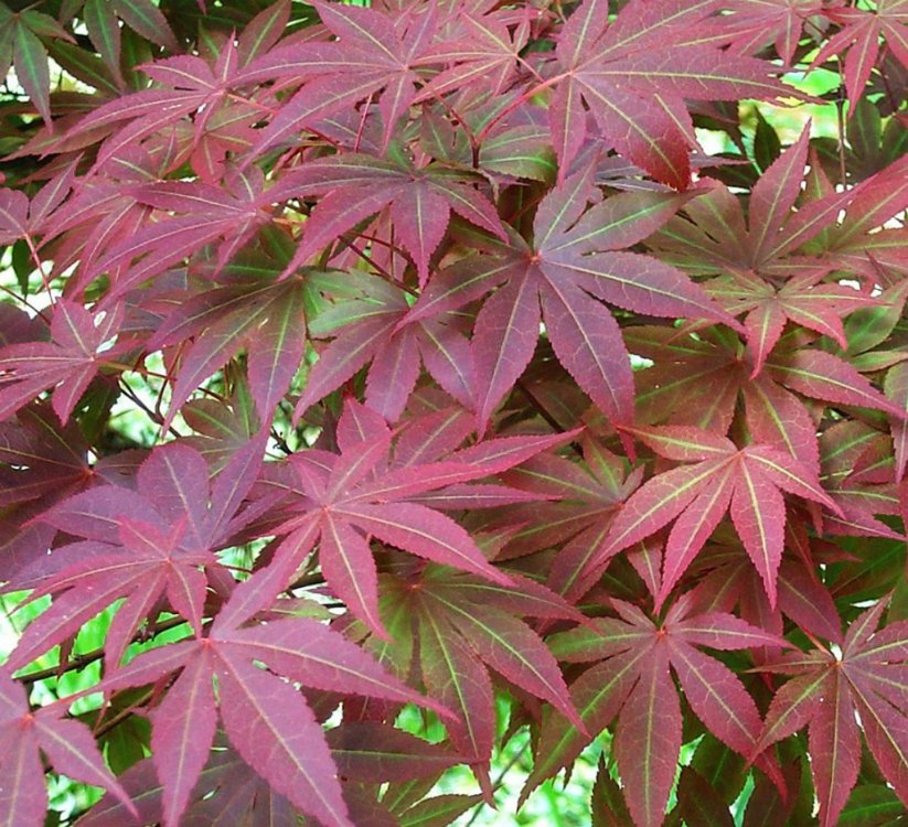 Japanese Maple Trees